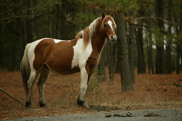 wild-ponies-748675_640